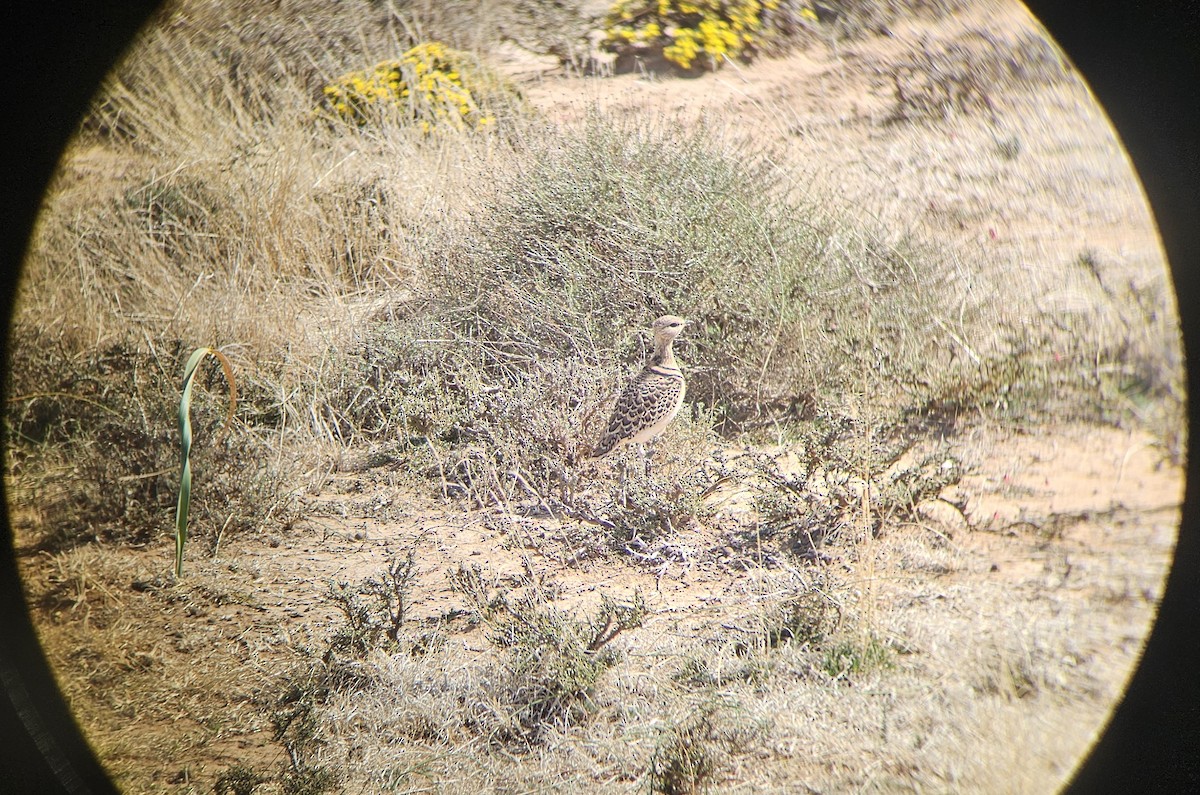 Double-banded Courser - ML641229841