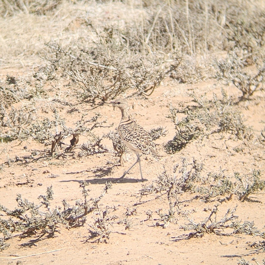 Double-banded Courser - ML641229842