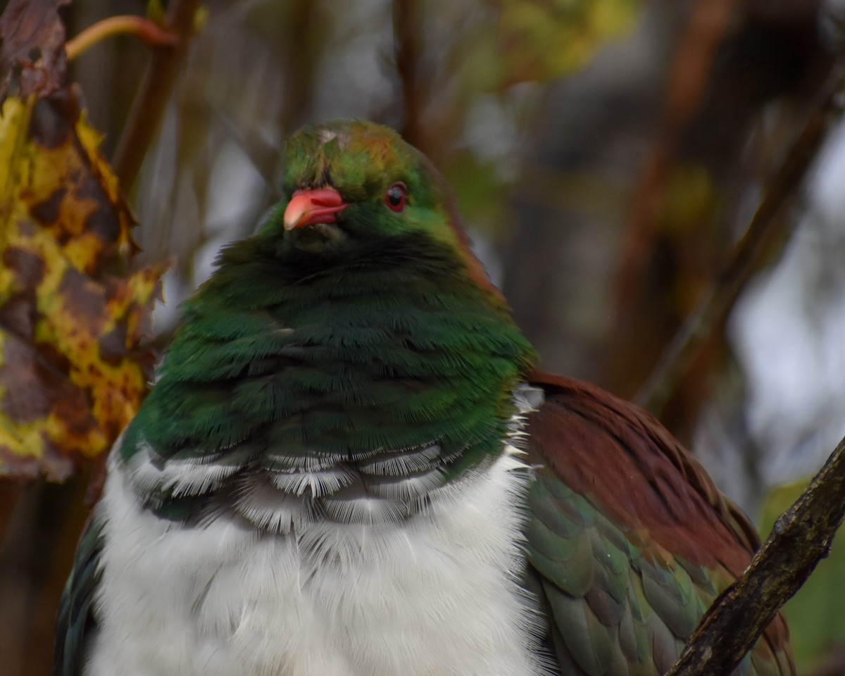New Zealand Pigeon - ML641229877