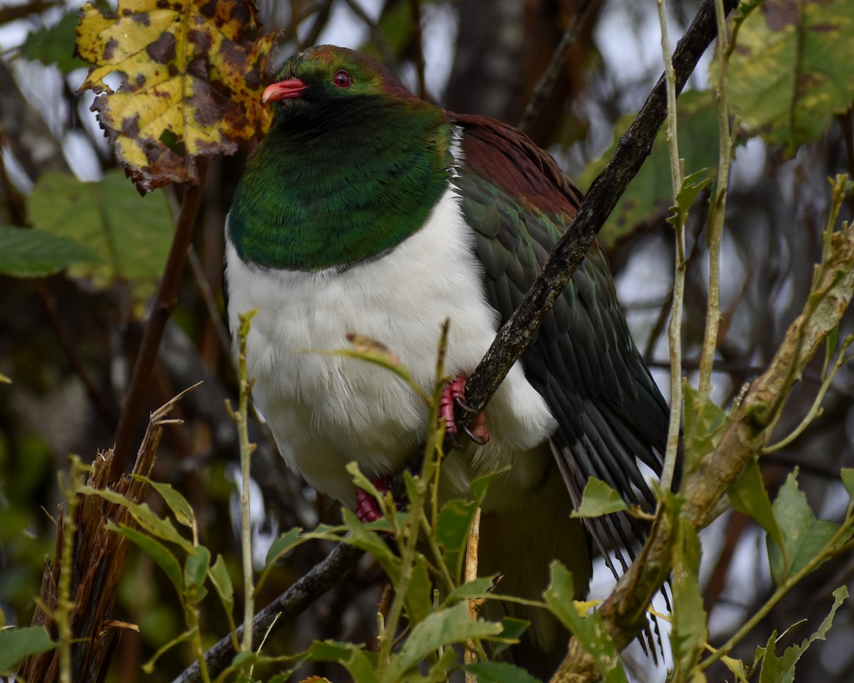 New Zealand Pigeon - ML641229878