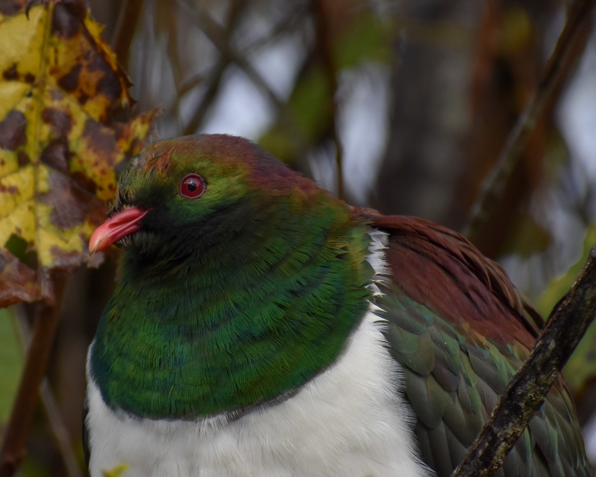 New Zealand Pigeon - ML641229879