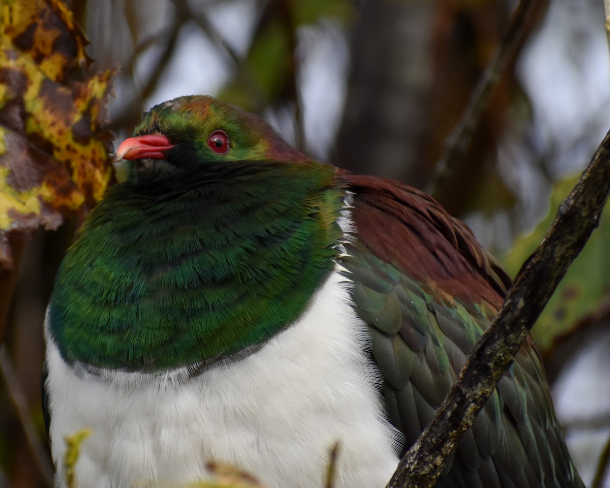 New Zealand Pigeon - ML641229880
