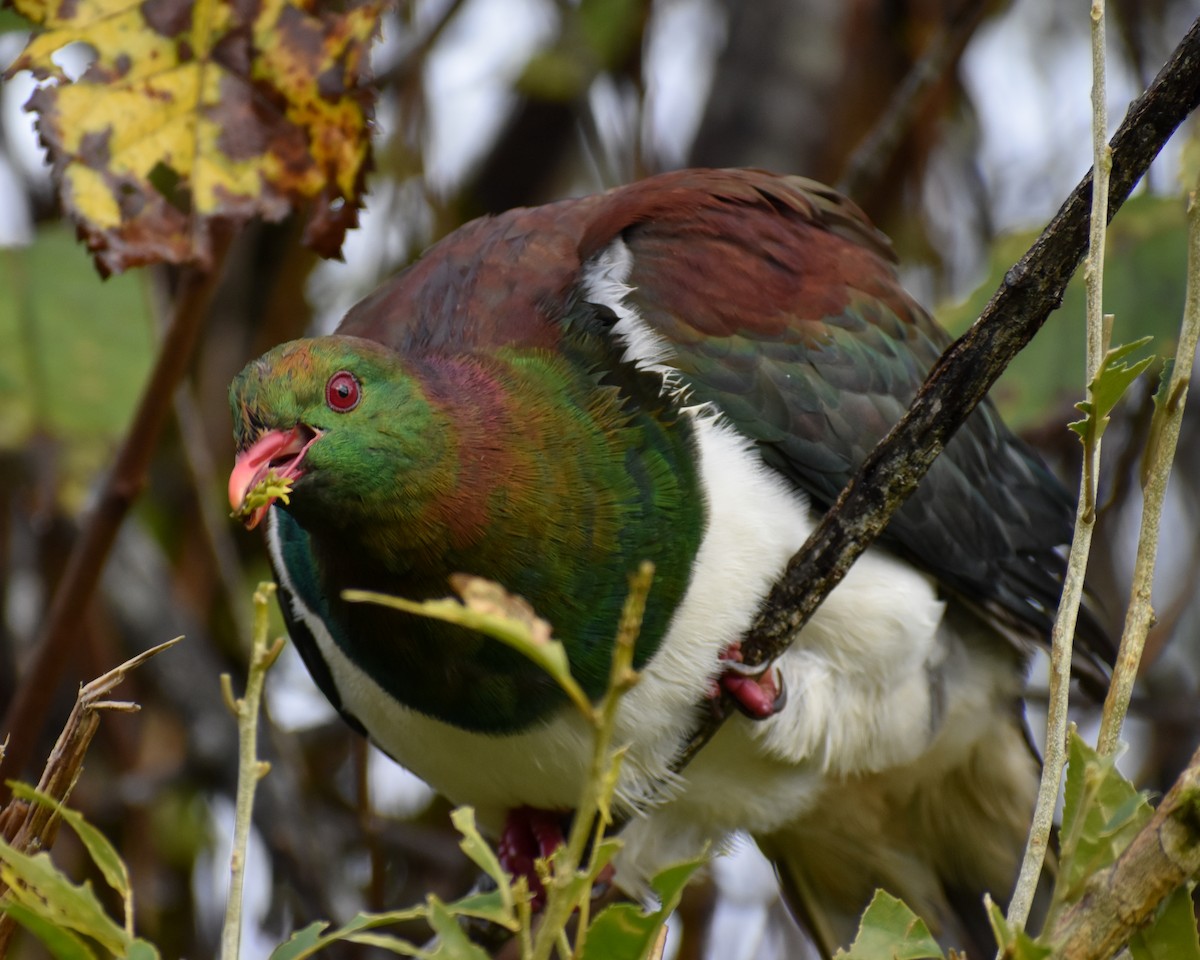 New Zealand Pigeon - ML641229882