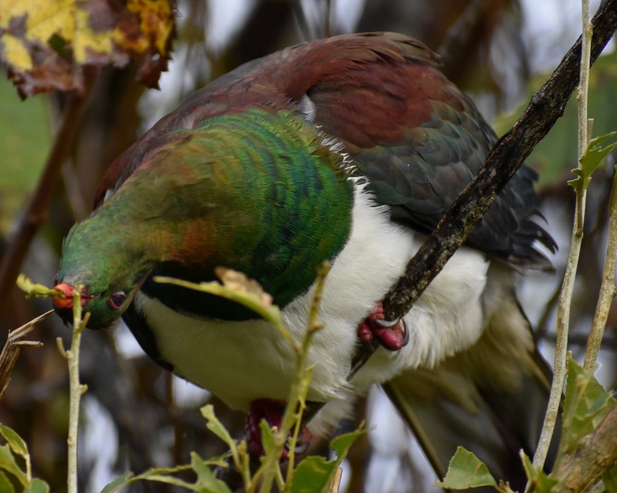 New Zealand Pigeon - ML641229883