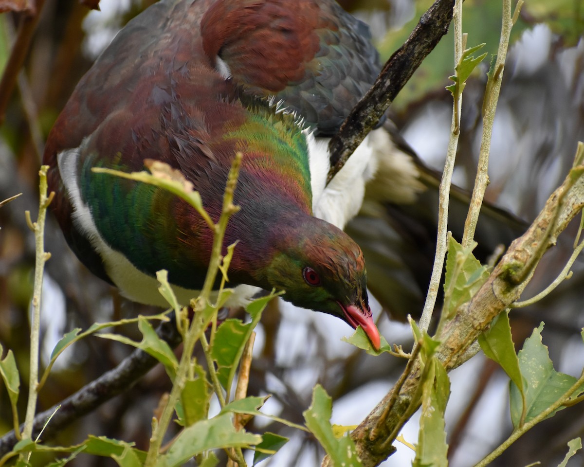New Zealand Pigeon - ML641229884