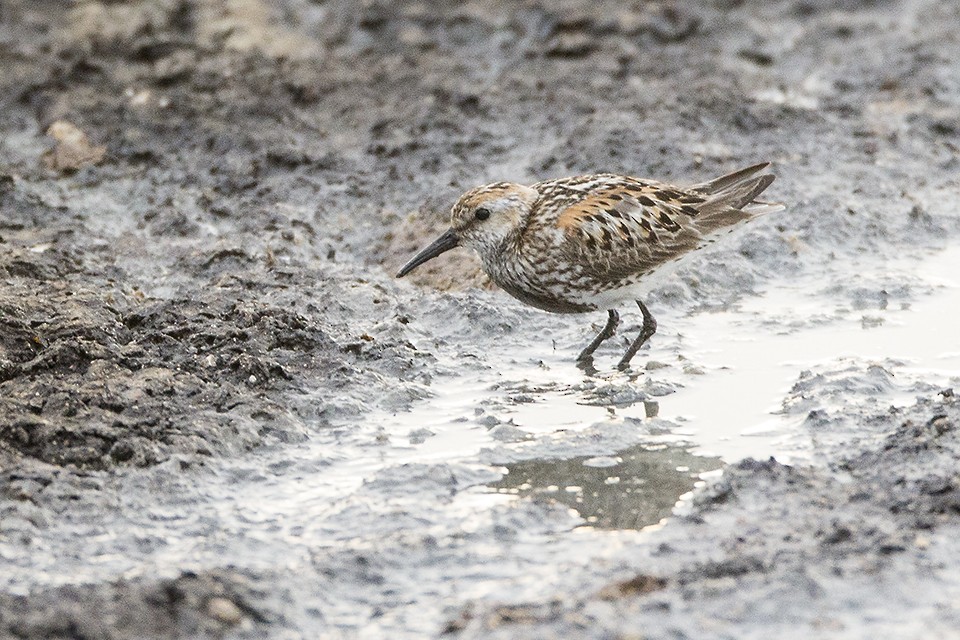 Western Sandpiper - Jeff Dyck