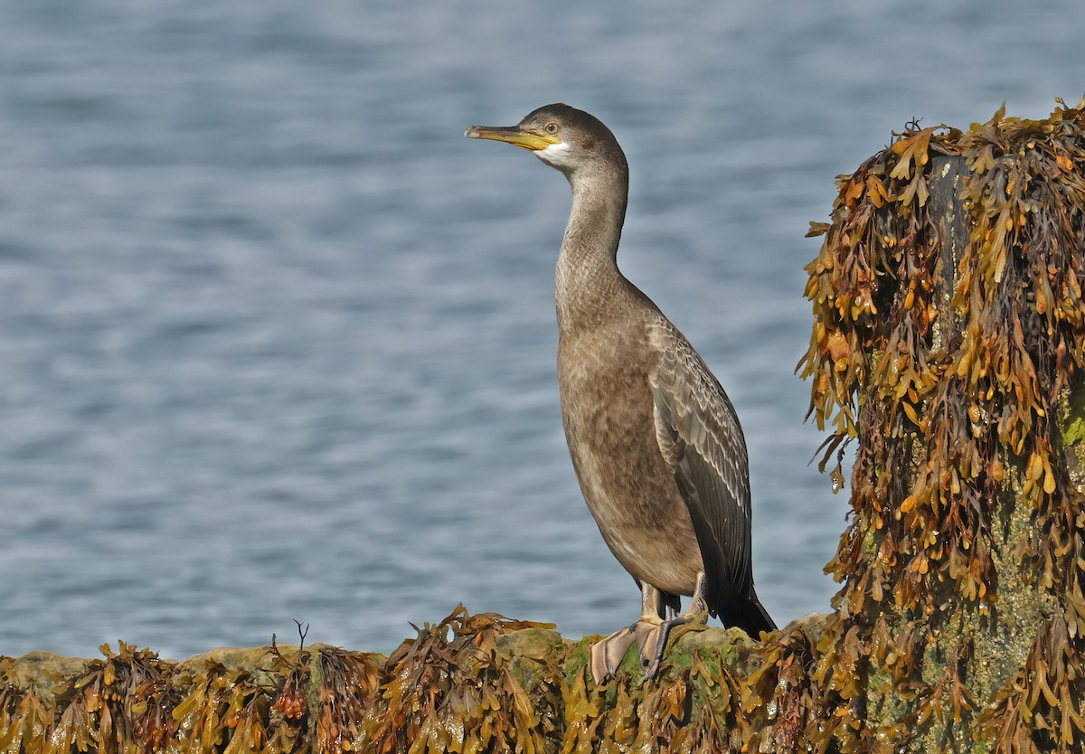 European Shag - ML641229933