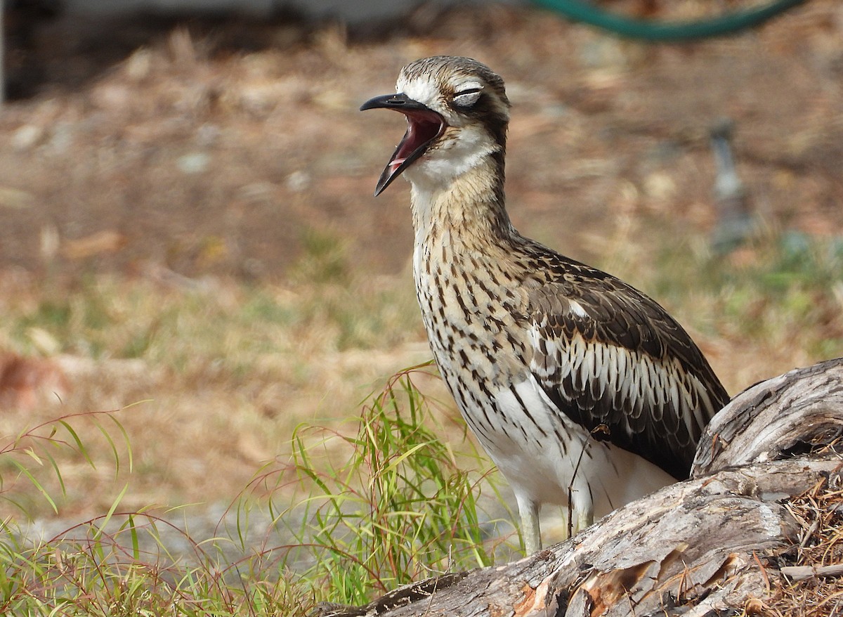 Bush Thick-knee - ML641230020