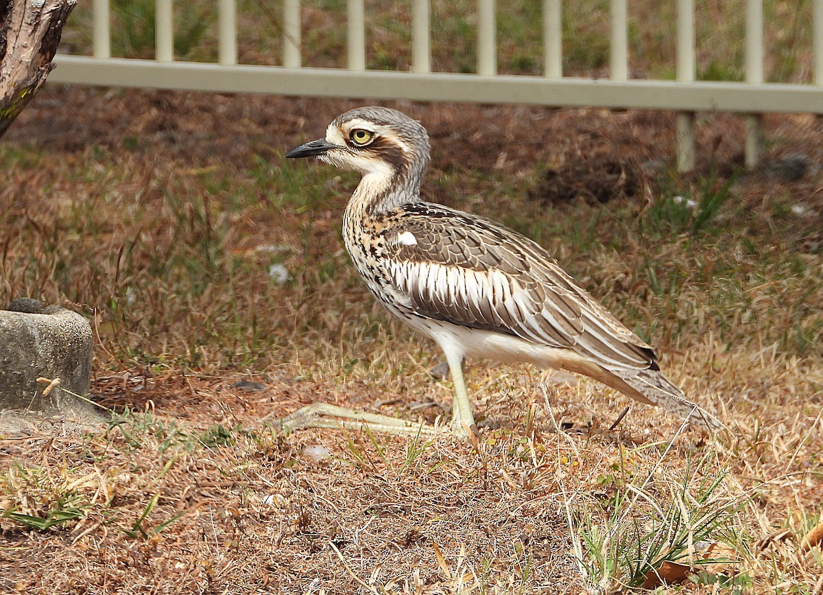 Bush Thick-knee - ML641230021