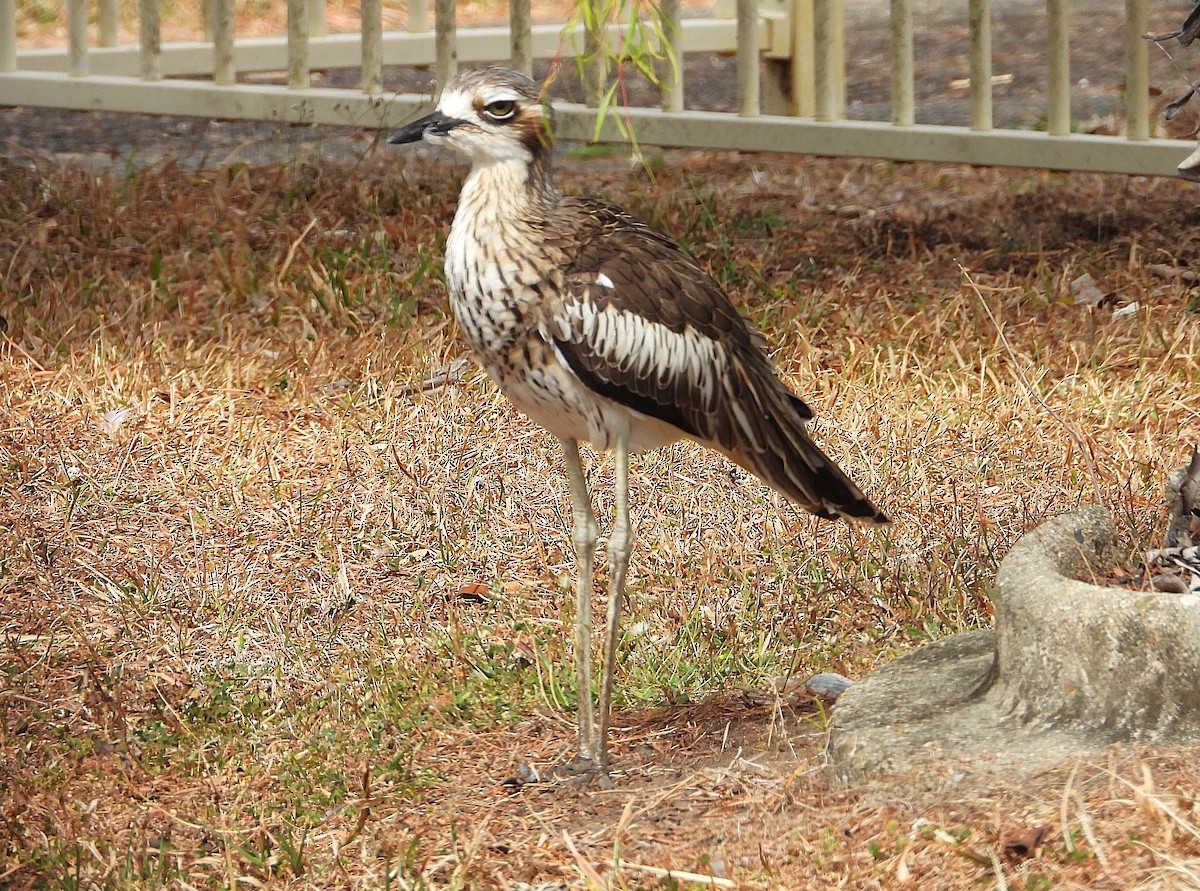 Bush Thick-knee - ML641230023