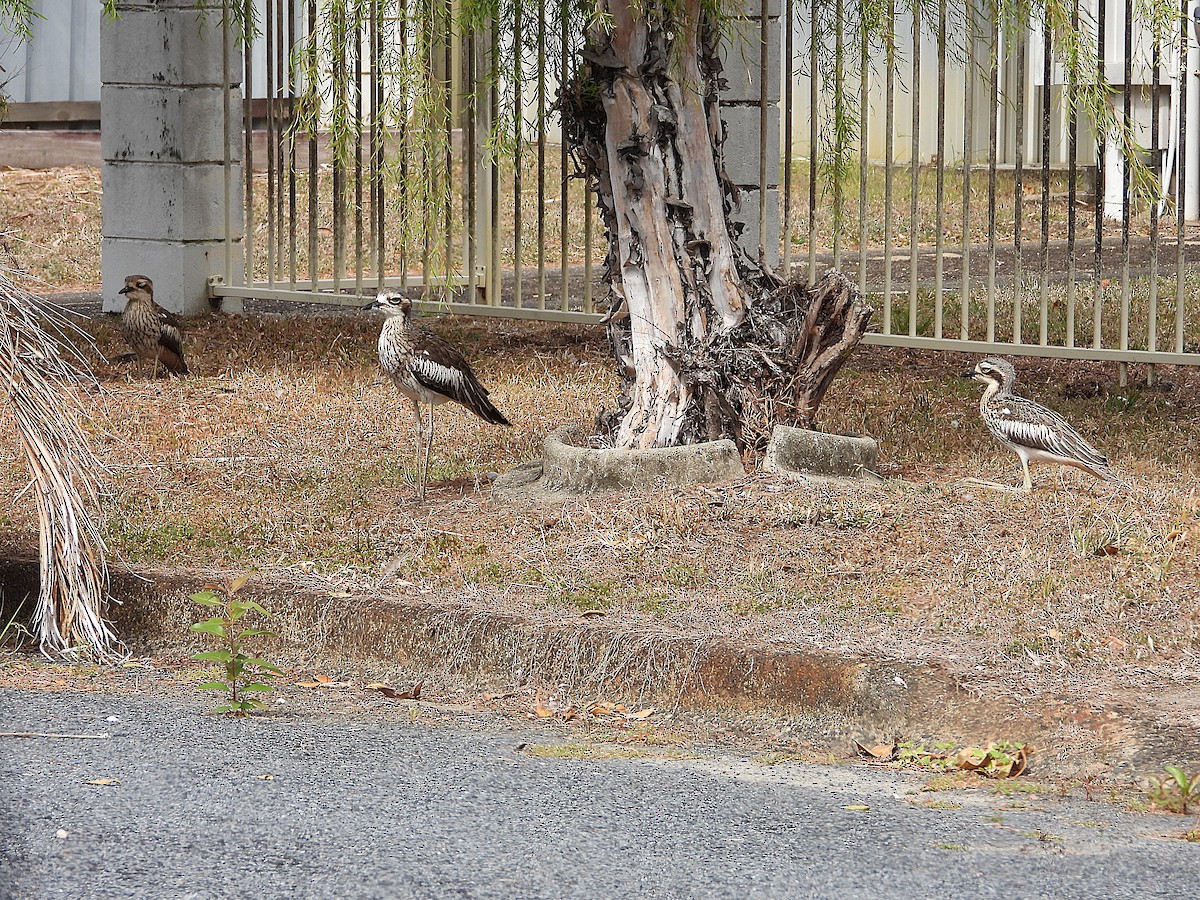 Bush Thick-knee - ML641230024