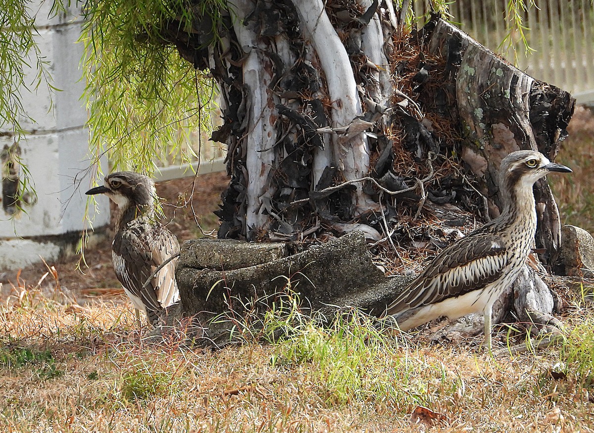 Bush Thick-knee - ML641230028