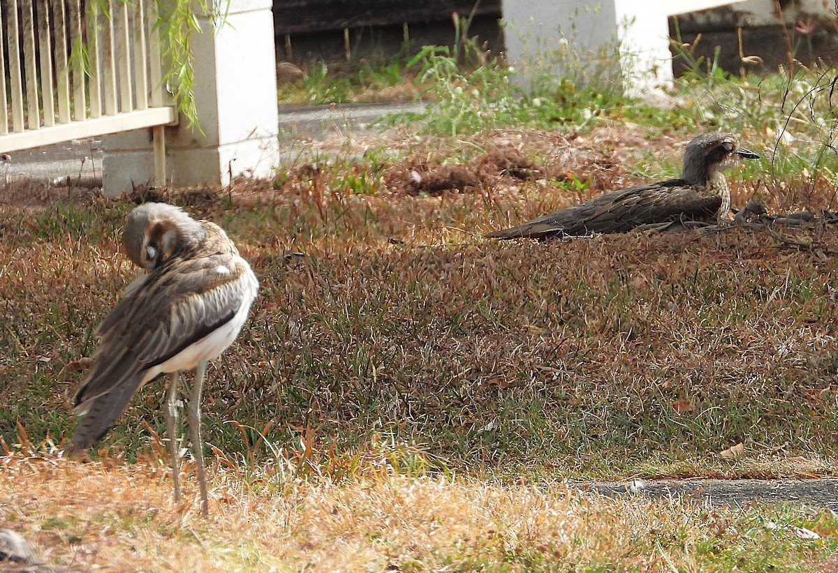 Bush Thick-knee - ML641230029