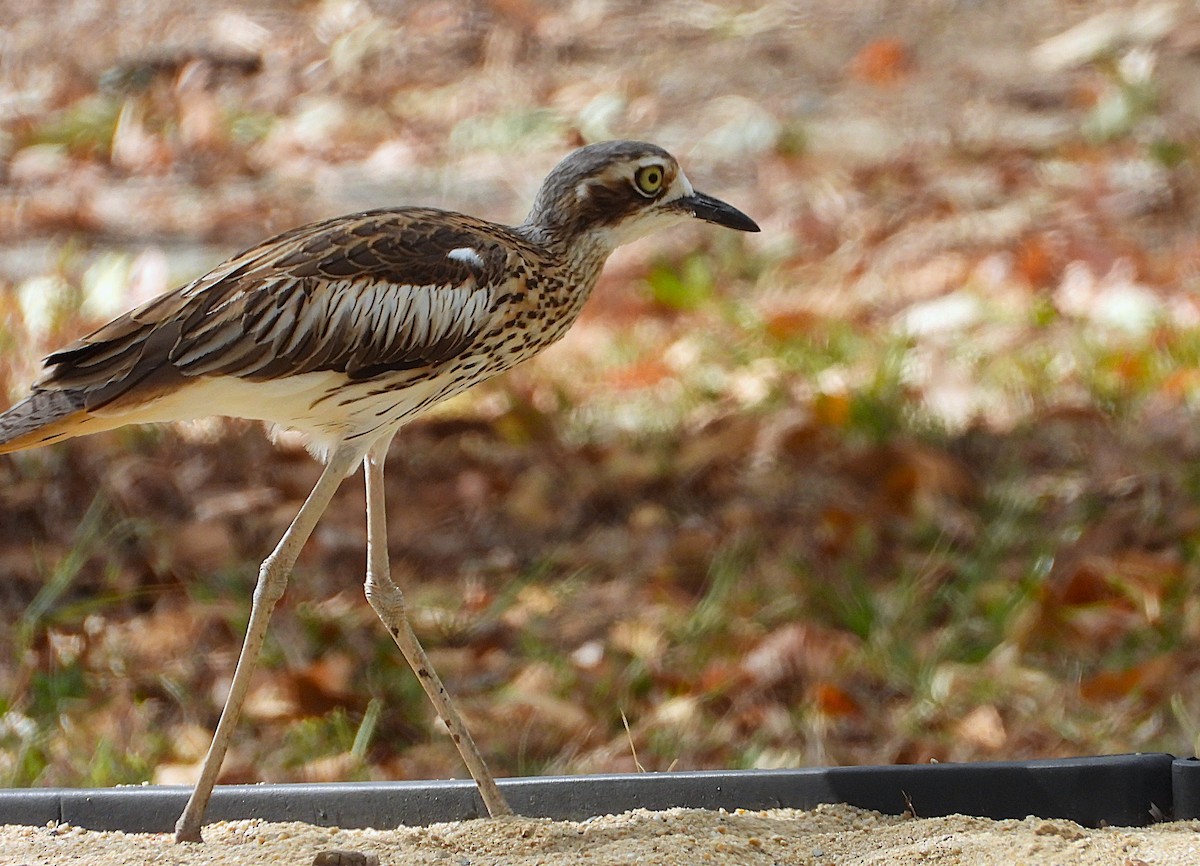 Bush Thick-knee - ML641230030