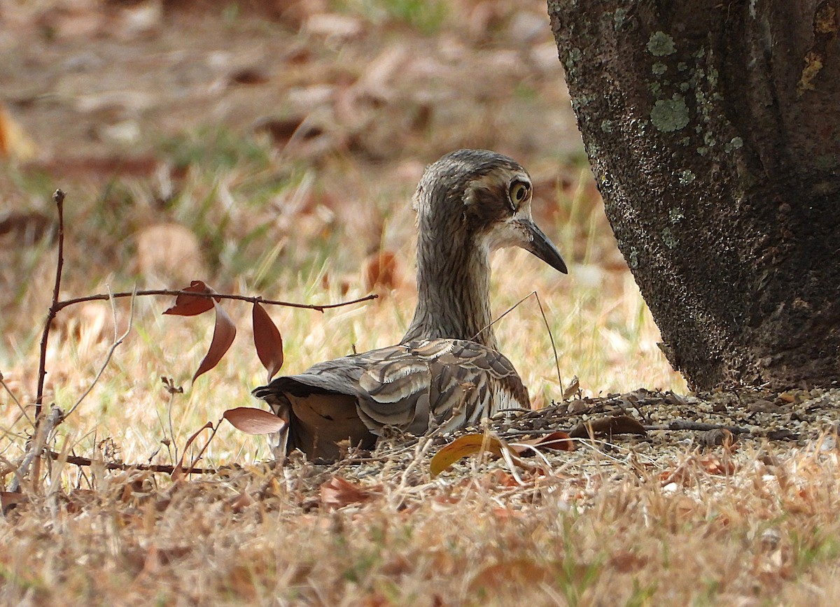 Bush Thick-knee - ML641230033