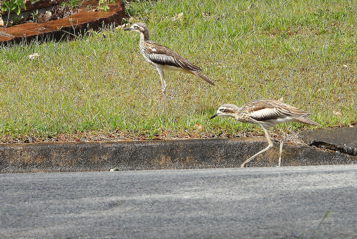 Bush Thick-knee - ML641230035