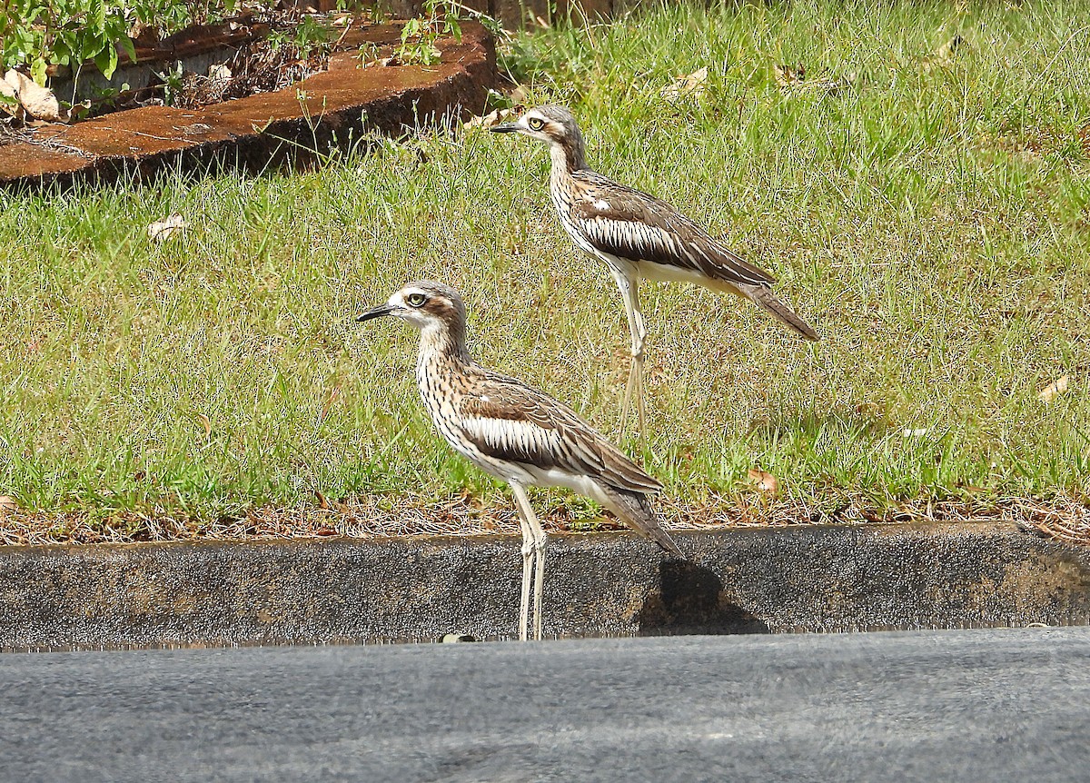 Bush Thick-knee - ML641230036