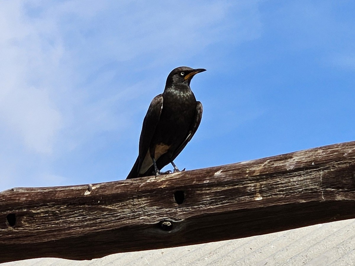 African Pied Starling - ML641230060