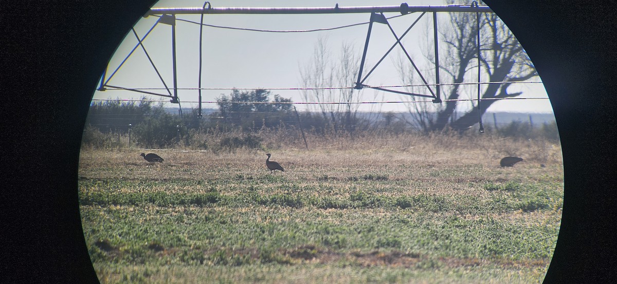 Blue Bustard - ML641230082