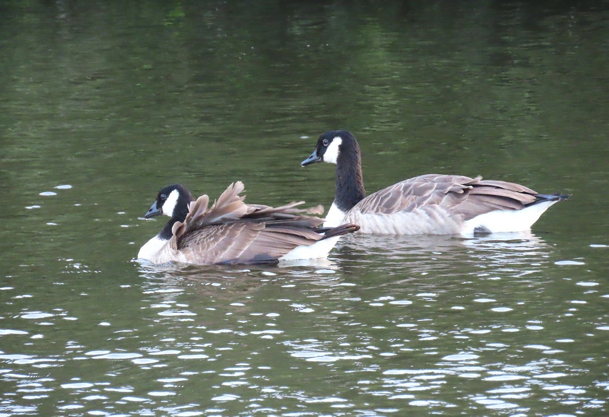 Canada Goose - ML641230103