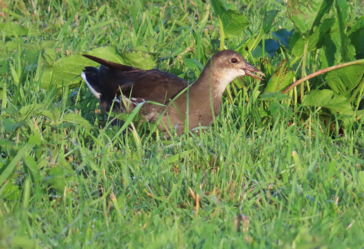 Eurasian Moorhen - ML641230113