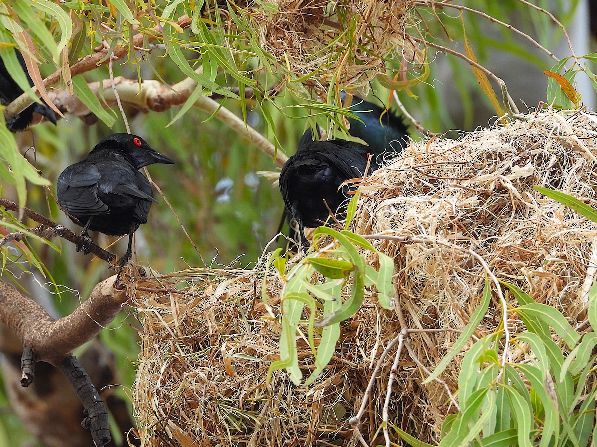 Metallic Starling - ML641230117