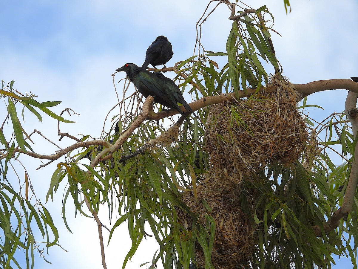 Metallic Starling - ML641230130