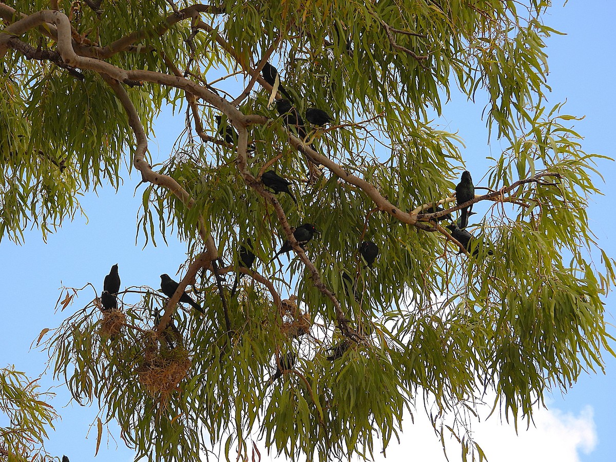 Metallic Starling - ML641230131