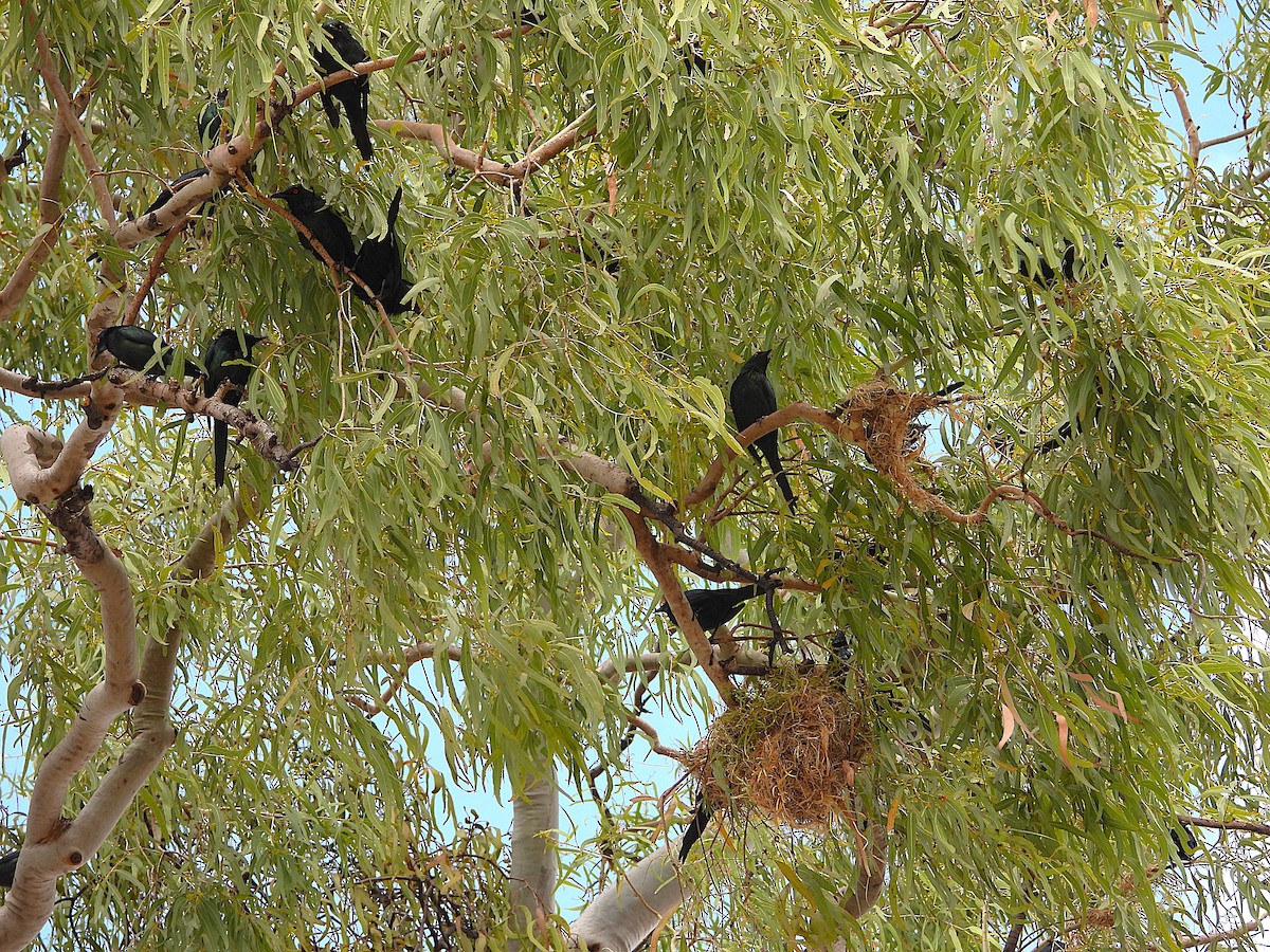 Metallic Starling - ML641230133