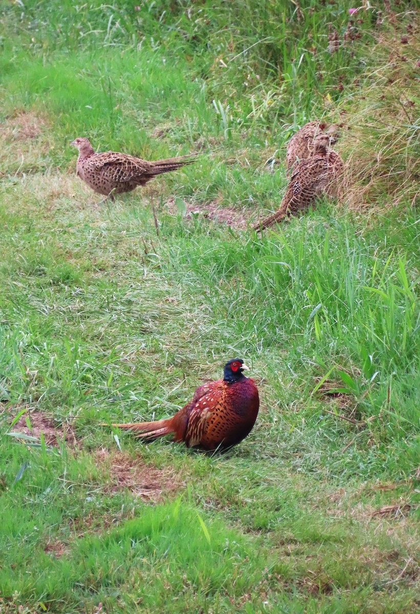 Ring-necked Pheasant - ML641230135