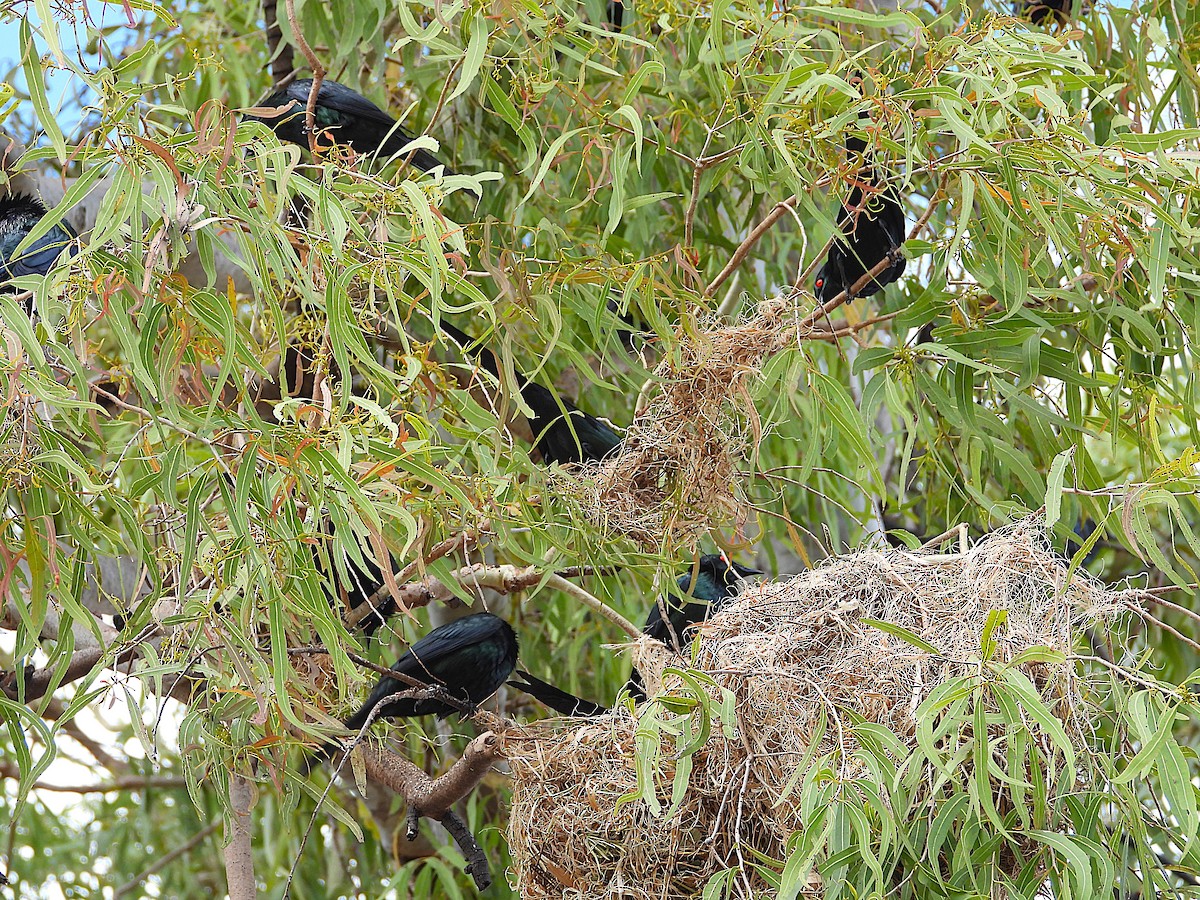 Metallic Starling - ML641230137