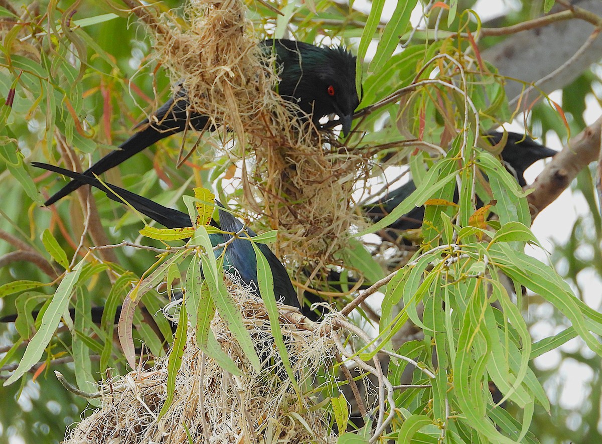 Metallic Starling - ML641230142