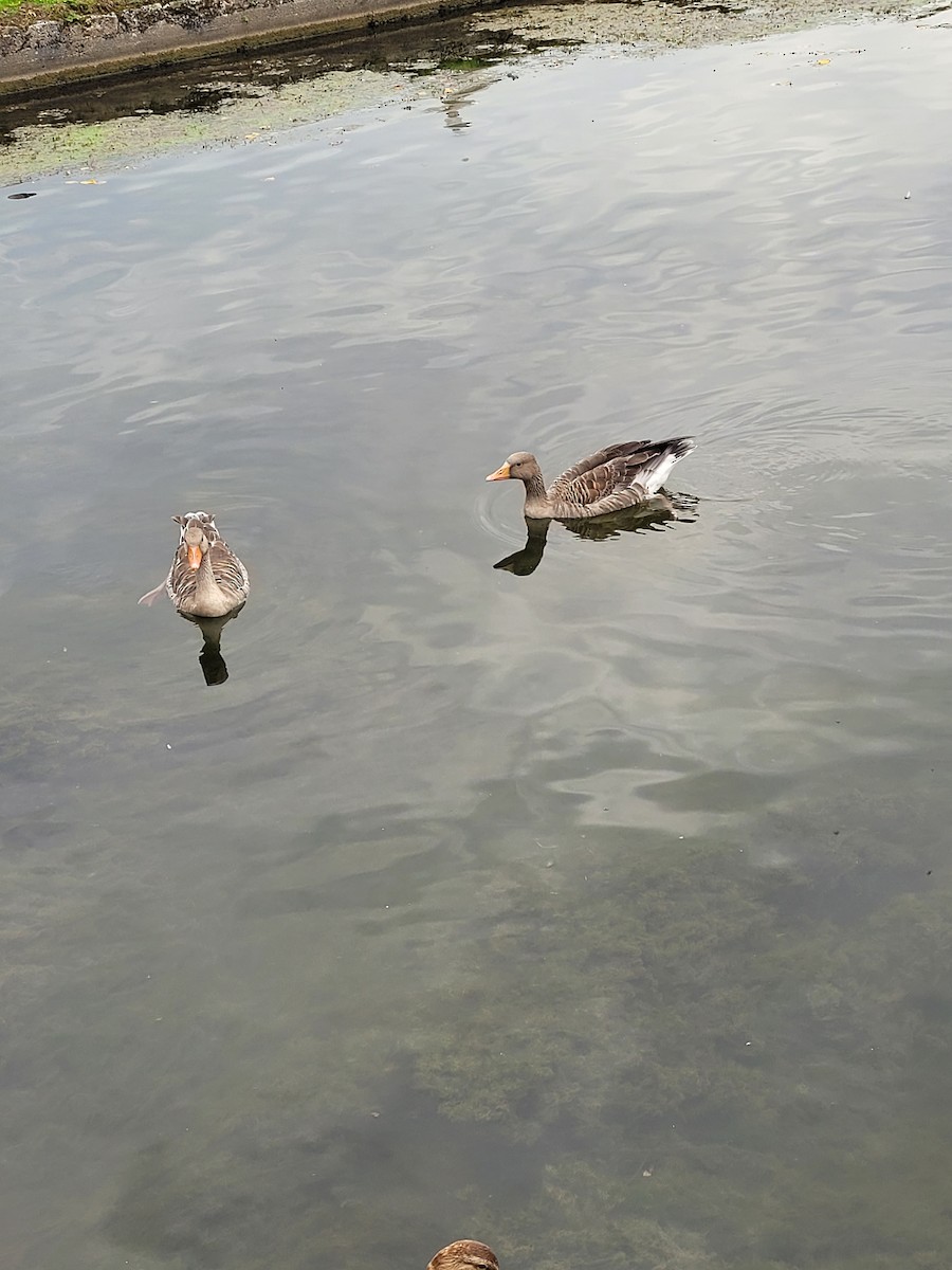 Graylag Goose - ML641230143