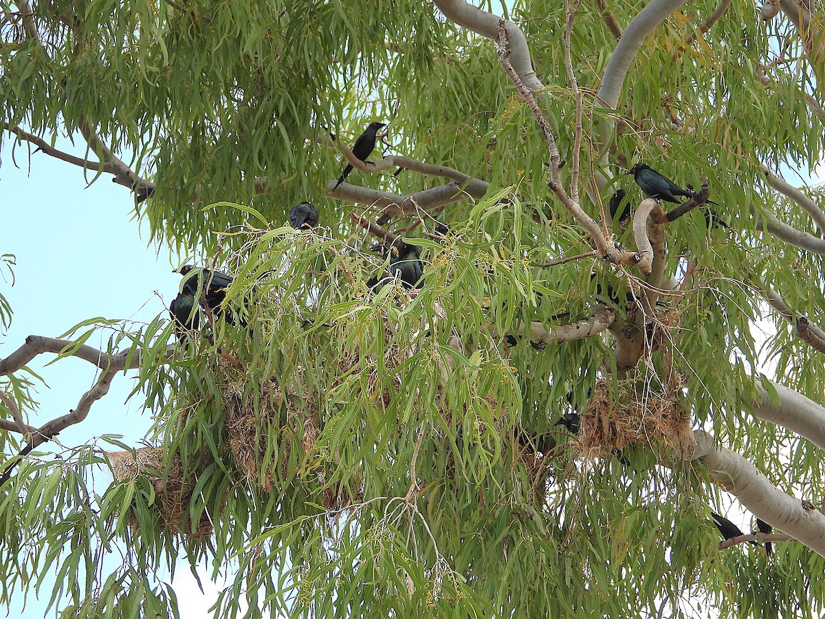 Metallic Starling - ML641230144