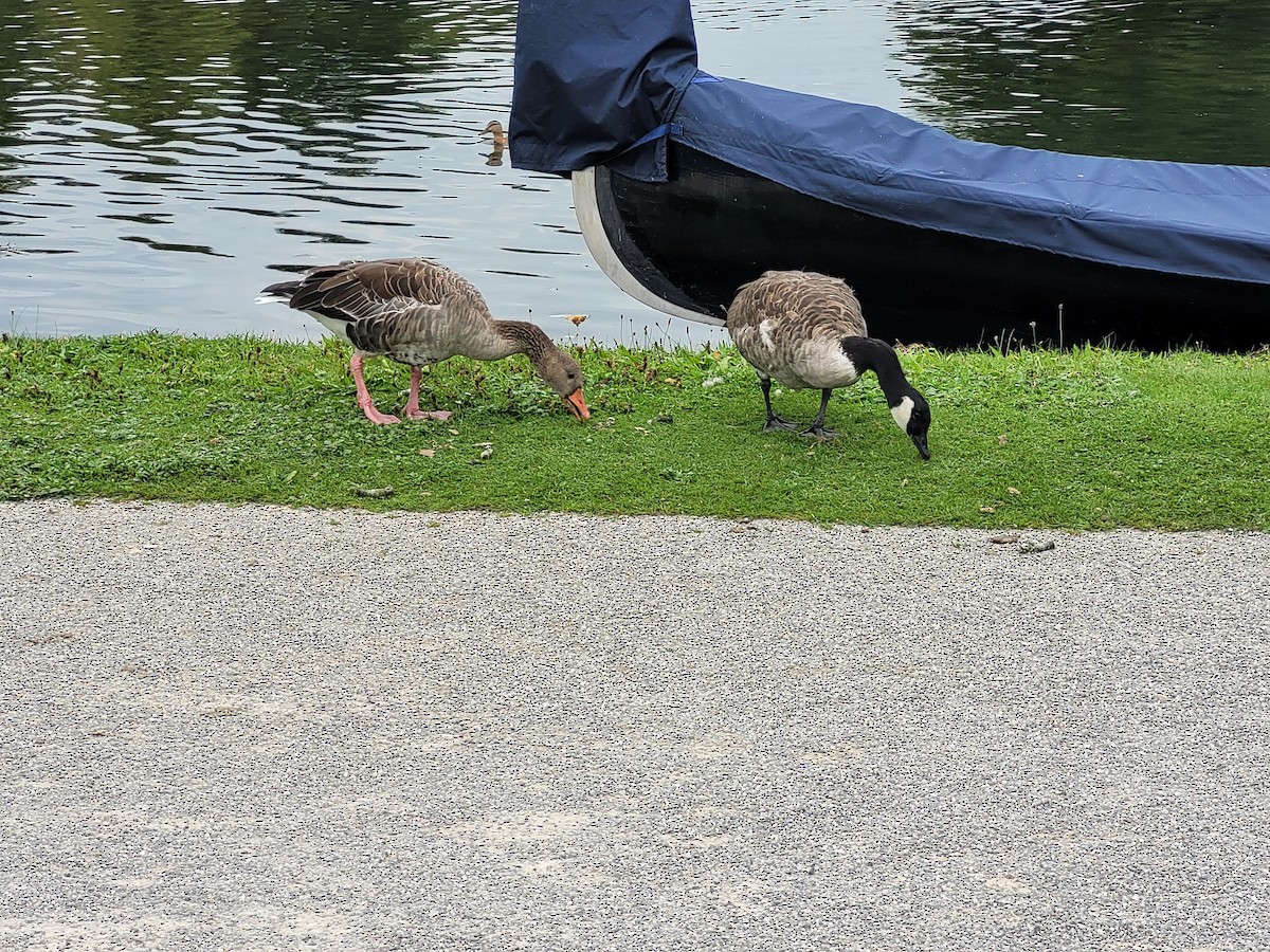 Graylag Goose - ML641230150