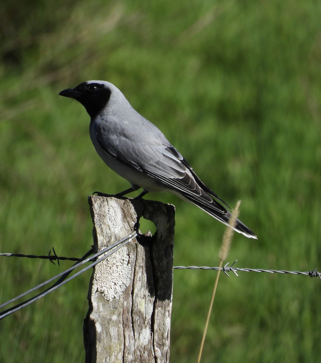 Black-faced Cuckooshrike - ML641230162