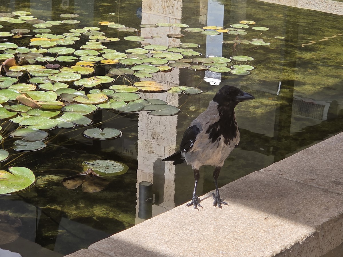 Hooded Crow - ML641230260