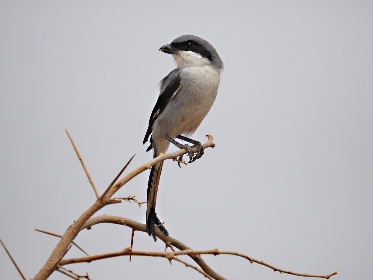 Great Gray Shrike (Sahara) - ML641230294