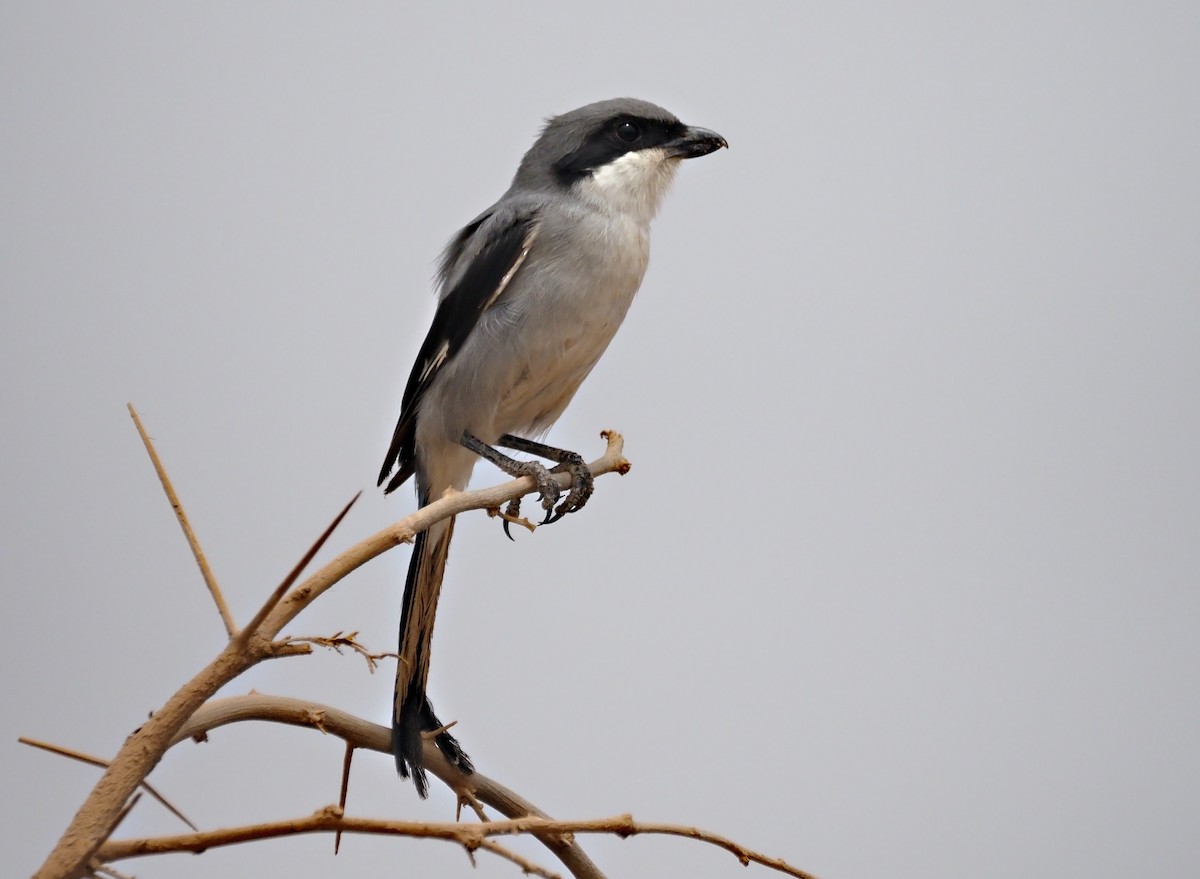 Great Gray Shrike (Sahara) - ML641230318