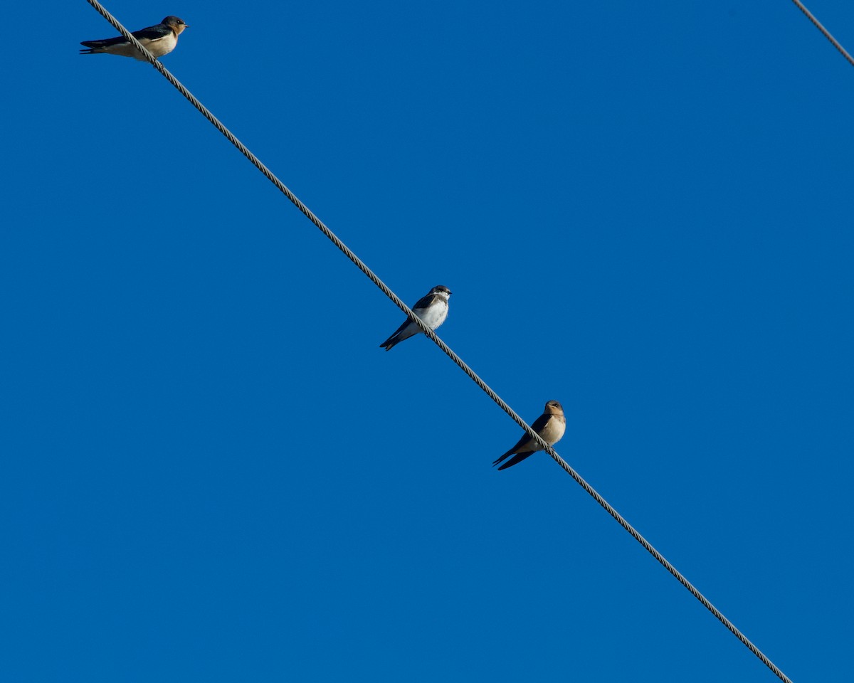 Bank Swallow - ML641230344