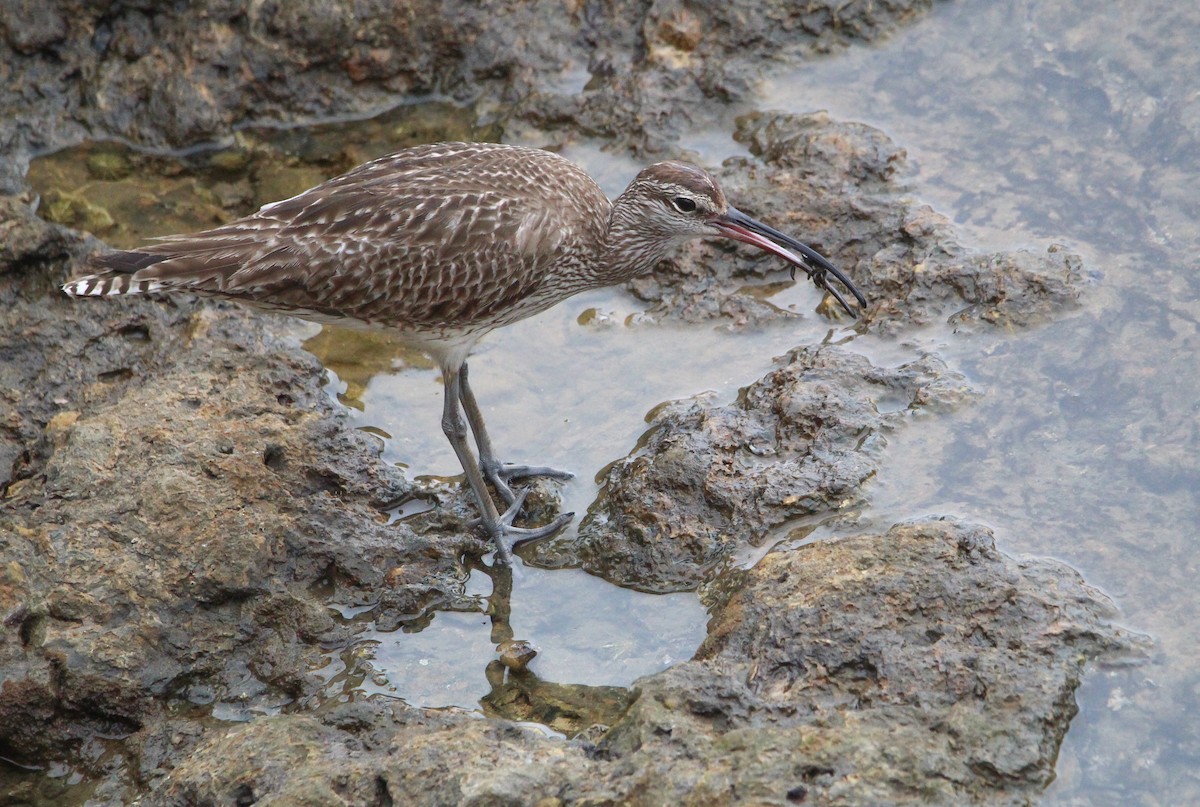 Whimbrel - ML641230350