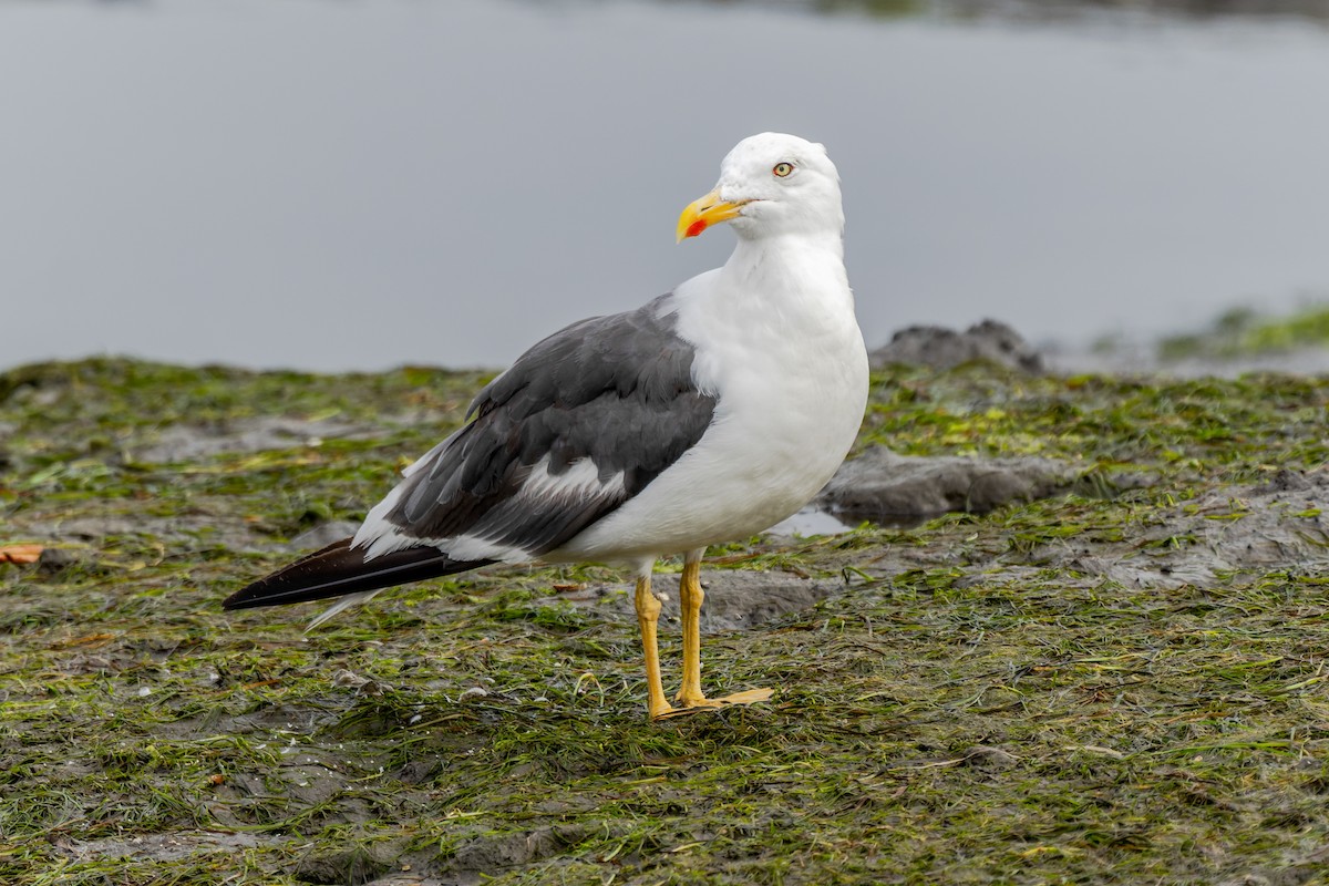 Lesser Black-backed Gull - ML641230353