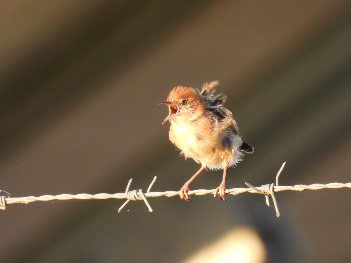 Golden-headed Cisticola - ML641230354