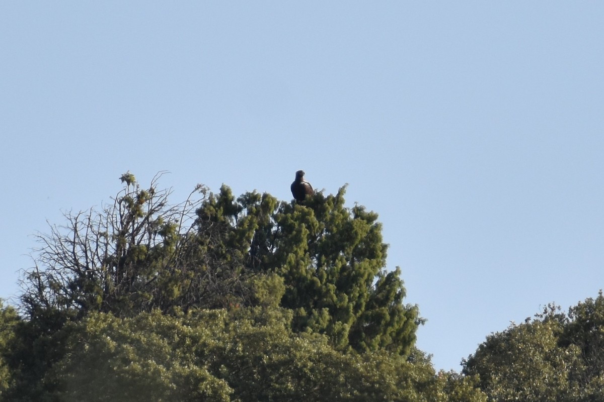 Spanish Eagle - ML641230355