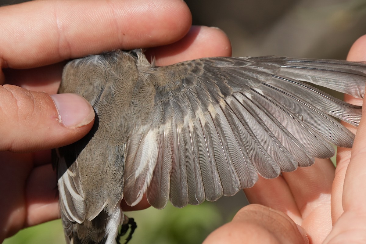 European Pied Flycatcher - ML641230356