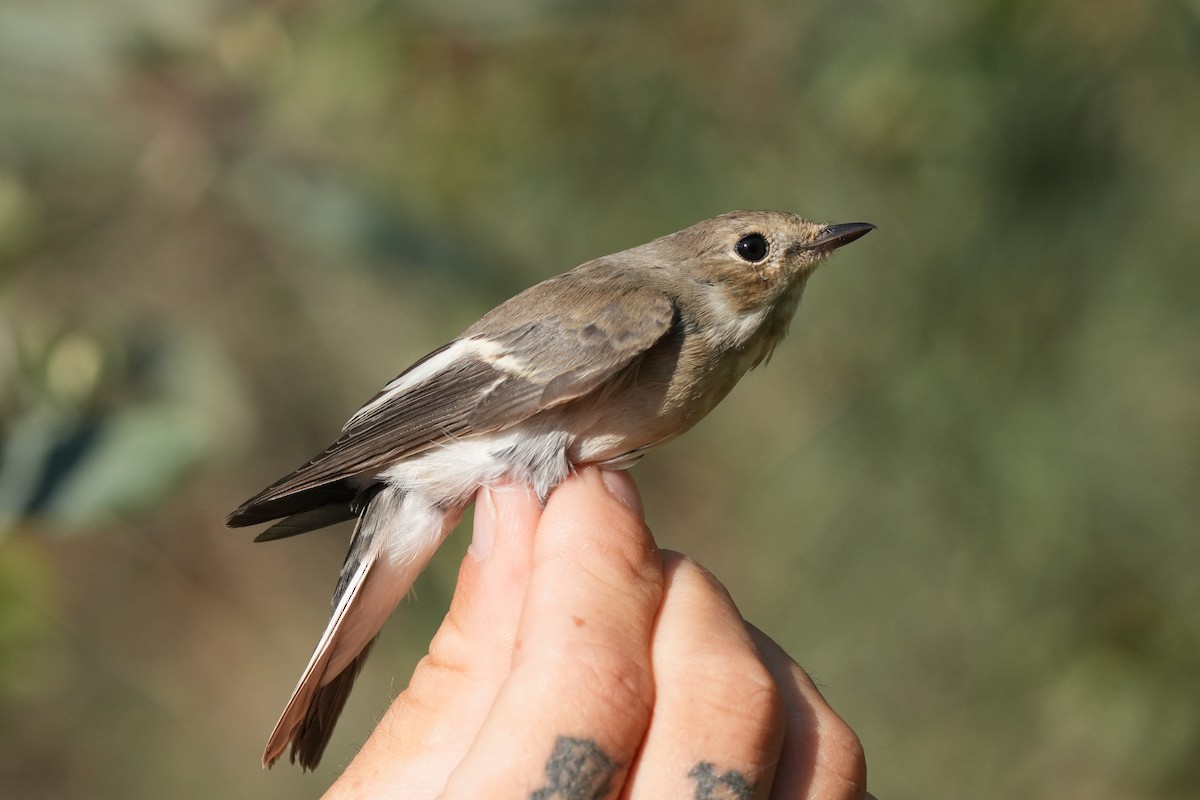 European Pied Flycatcher - ML641230361