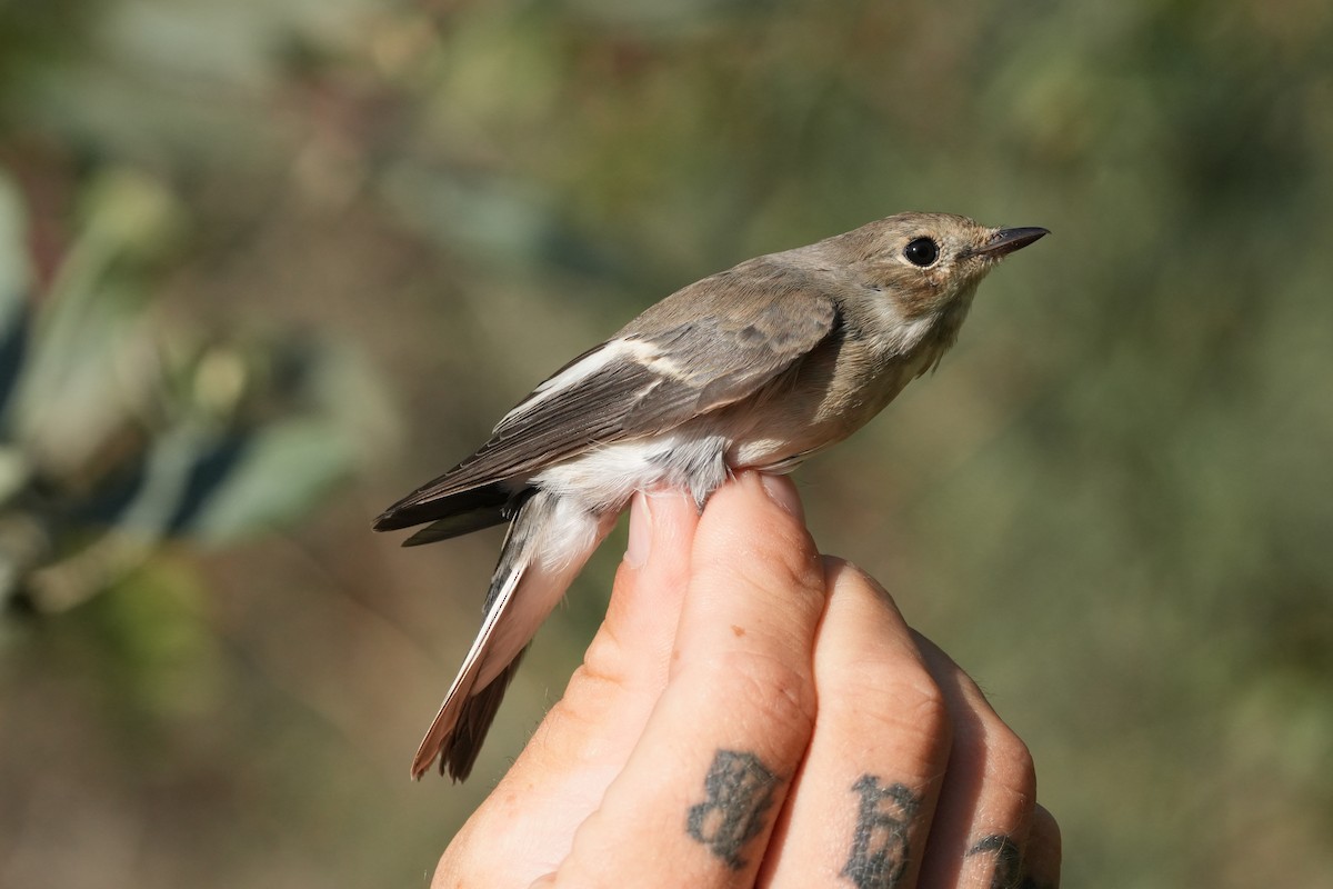 European Pied Flycatcher - ML641230362