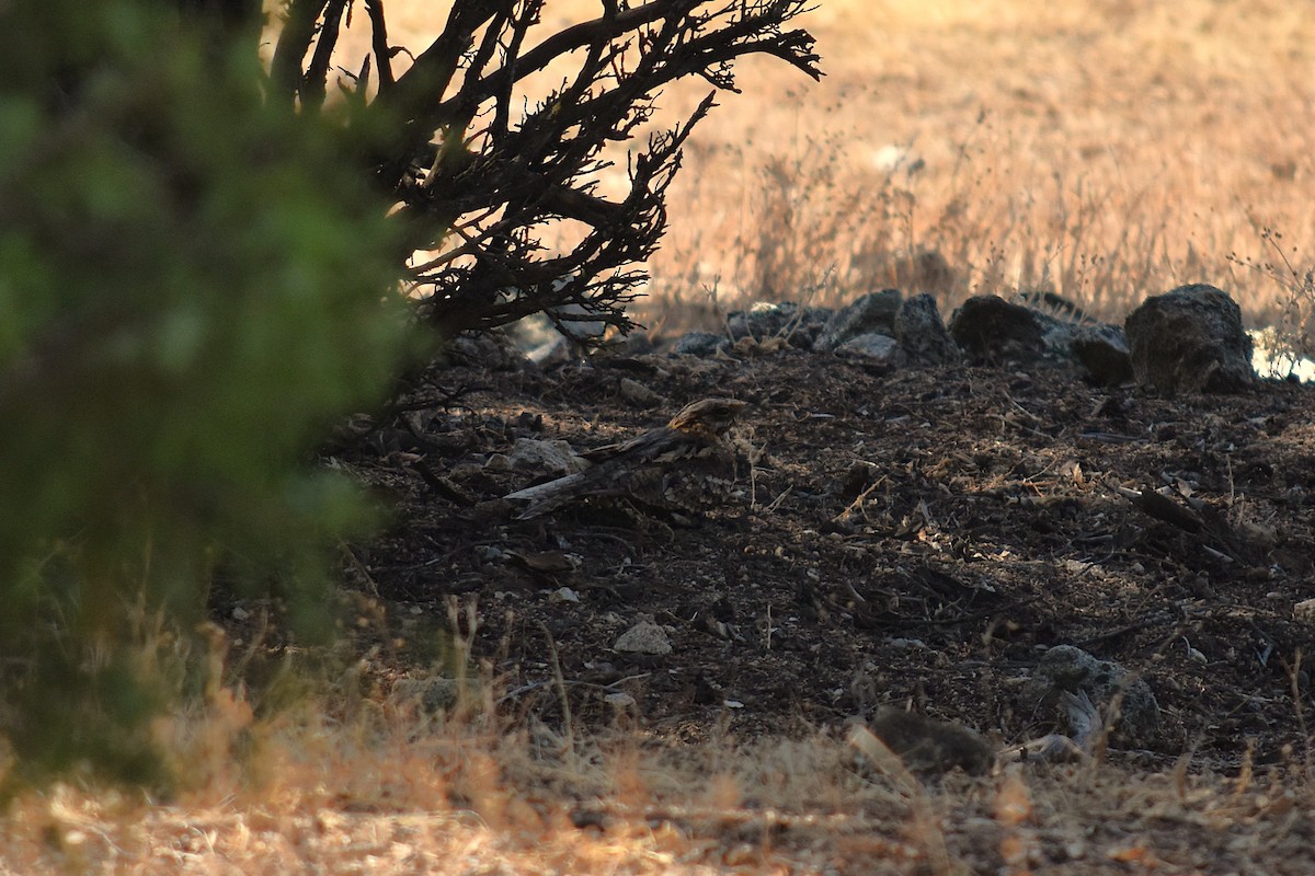 Red-necked Nightjar - ML641230363
