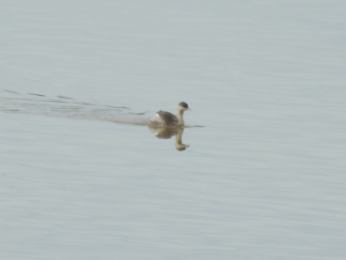 Hoary-headed Grebe - ML641230364