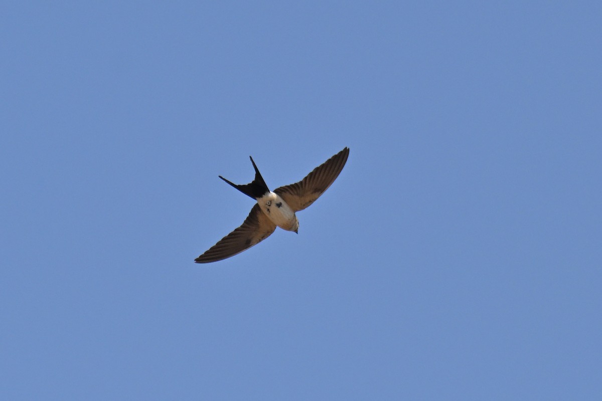 European Red-rumped Swallow - ML641230365